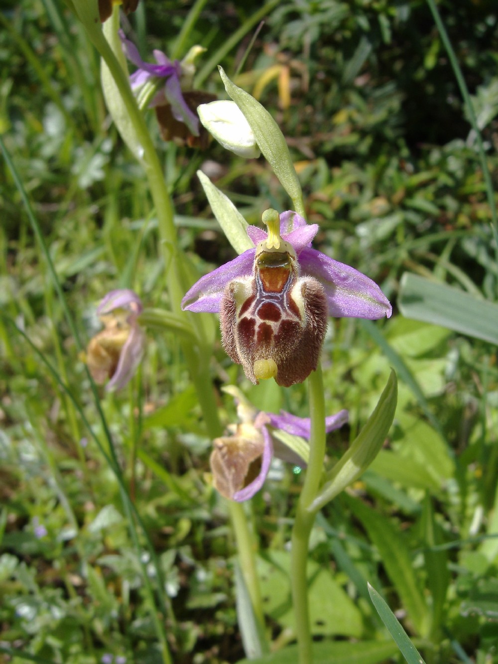 Ophrys apulica x O. parvimaculata ?